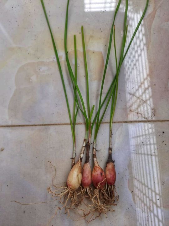 Rain%20lily%20bulb%20(10%20piece),%20(Zephyranthes%20drummondii)%20-%20Image%203