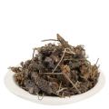 Ustukhuddus • Ustekhadoos • Dry French Lavender • 25 gm. 