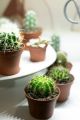 Live Cactus plant | 100% Original cactus mini plant | Original not fake or artificial | Real Cactus | Cactus with pot with fertilizer rait | Cute cactus real plant | Real product size 5 to 6 inches | Fresh stock of cactus | attractive cactus live plant. 