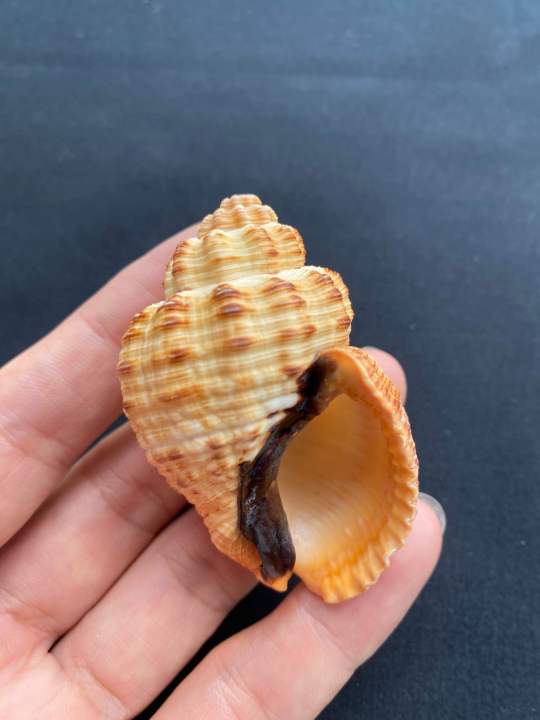 Natural%20lychee%20snail%20shell%20-%20Image%205