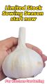 Lehsan NARC G1 Bulb 500 Gram. 
