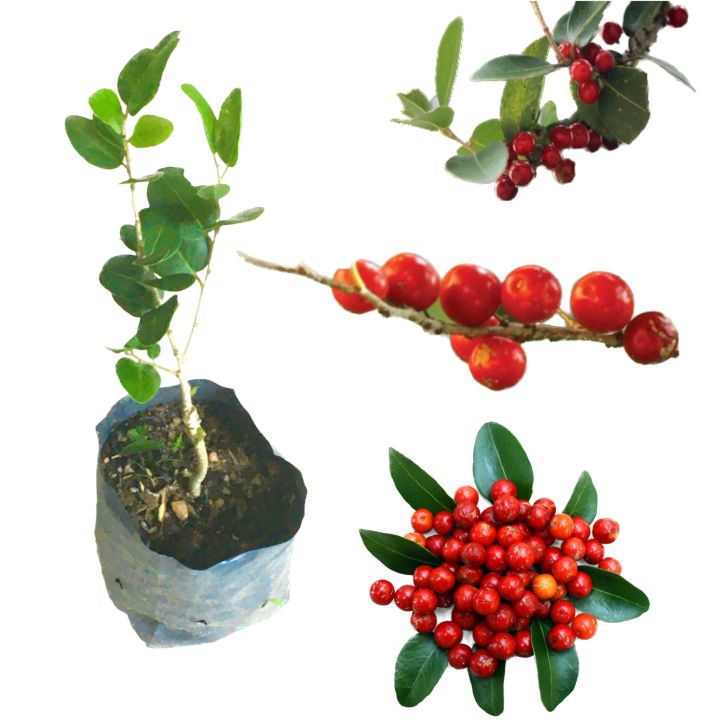 Weera seeded plant veerai Drypetes sepiaria plant