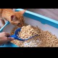 Cat wooden litter (Premium Quality). 