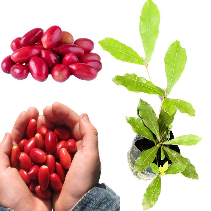 Miracle%20berry%20plant%20-%20Image%206