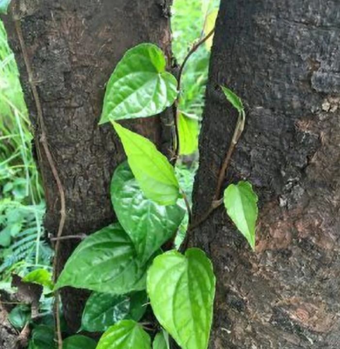 bulath%20plant%20,%20bulath%20pela%20-%20Image%202