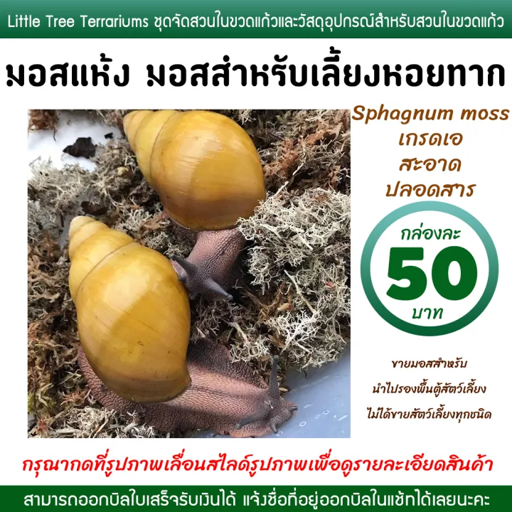 Snail%20Farming%20Moss,%20Dried%20Moss,%20Sphagnum%20Moss,%2050%20Baht%20Per%20Box.%20-%20Image%203