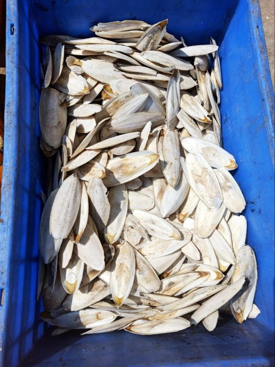 Natural%20Bird%20Cuttlefish%20Bone%20%7C%20High%20Calcium%20Food%20for%20Birds%20(100g)%20%7C%20%E0%A6%AA%E0%A6%BE%E0%A6%96%E0%A6%BF%E0%A6%B0%20%E0%A6%95%E0%A7%8D%E0%A6%AF%E0%A6%BE%E0%A6%B2%E0%A6%B8%E0%A6%BF%E0%A6%AF%E0%A6%BC%E0%A6%BE%E0%A6%AE%20%E0%A6%AB%E0%A7%81%E0%A6%A1%20%7C%20Lovebird,%20Budgie,%20Cockatiel%20Calcium%20Supplement%20-%20Image%204