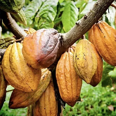 Cocoa%20fruit%20chocolate%20plant%20-%20Image%202