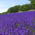 French lavender📌The cheapest 10g.📌20 French lavender seeds🎊French imported🎊Easy grow🌿Beautiful Flower☘️ Very fragrant. 