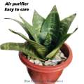 Dwarf Snake Plant live with pot and soil - live indoor plants with pot _ Air purifier plant ( Bird’s nest senseveria ). 