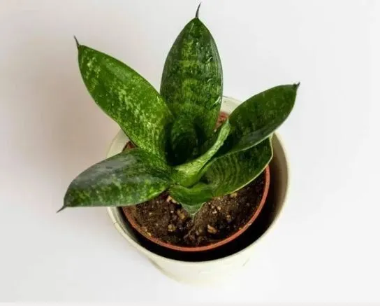Cryptanthus%20plants%20package/4%20in%20one(cryptanthus%20plants,sanserveira%20plant,caladium%20blaze%20pink,purple%20passion%20plant)%20-%20Image%205