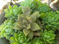 Nelum succlant plant. 