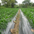 Plastic mulch has a drill hole and does not drill 10 m long. 80/100/120/150mm wide | plastic mulch plastic mulch film. 