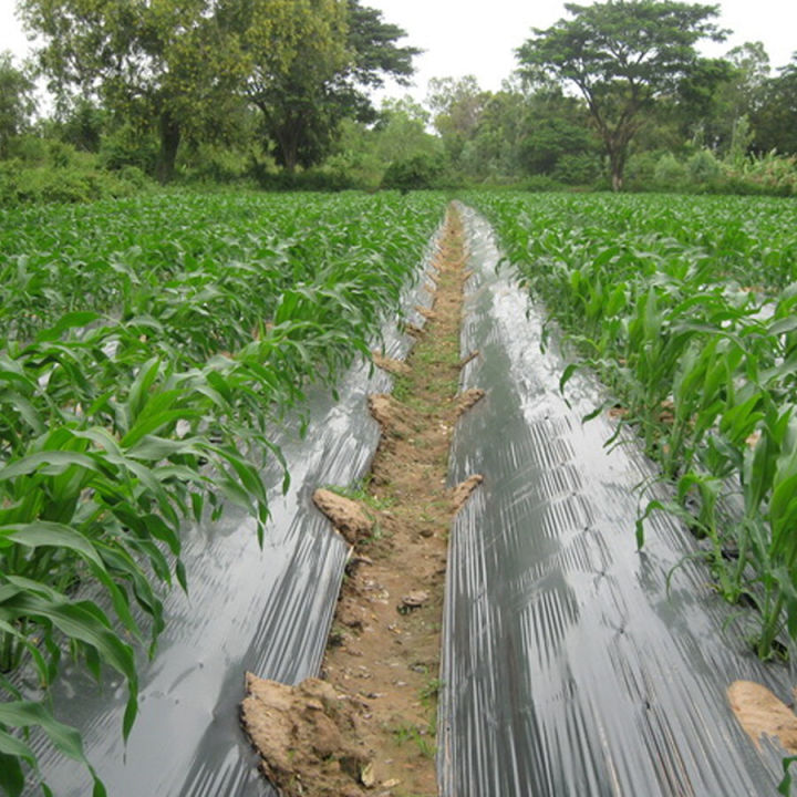 Plastic%20mulch%20has%20a%20drill%20hole%20and%20does%20not%20drill%2010%20m%20long.%2080/100/120/150mm%20wide%20%7C%20plastic%20mulch%20plastic%20mulch%20film%20-%20Image%209