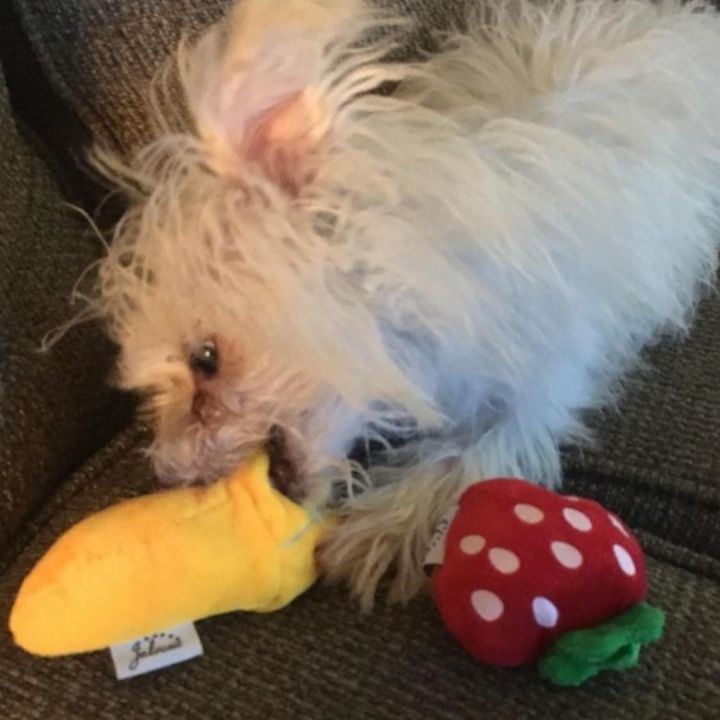 A%207-piece%20set%20of%20puppy%20sound%20toys,%20loose%20plush%20pet%20chewing,%20plush%20fruit%20snacks%20and%20vegetable%20puppy%20toys,%20suitable%20for%20cute%20playm%20-%20Image%203