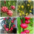 Fresh and original Dragon fruit cutting 3inches to 20 inches pack of 2 plant. 