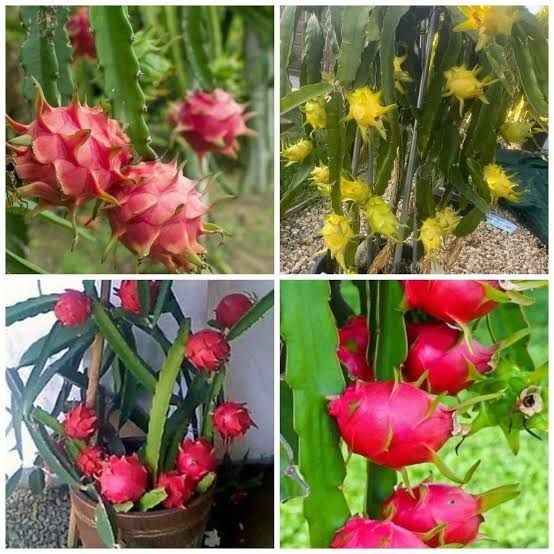 Fresh and original Dragon fruit cutting 3inches to 20 inches pack of 2 plant