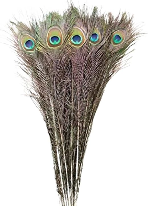 Peacock%20Feather%20/%20Mayur%20Ko%20Pwakh%2025%20Pics%20-%20Image%203