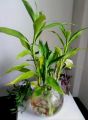 2 piece LuckyBamboo stick / variegated lucky bamboo stick / Green lucky bamboo / Real indoor plant/ Best indoor plant lucky bamboo.