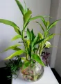 2 piece LuckyBamboo stick / variegated lucky bamboo stick / Green lucky bamboo / Real indoor plant/ Best indoor plant lucky bamboo. 