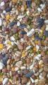 Special Mixed Feed For Pigeon Lakky Gubara Teddy Sherazi Imported Pigeon Feeds. 