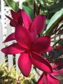 Red kathgolap/Plumeria flower plant outdoor plant 10-15 inch long plant with soil 1 piece.