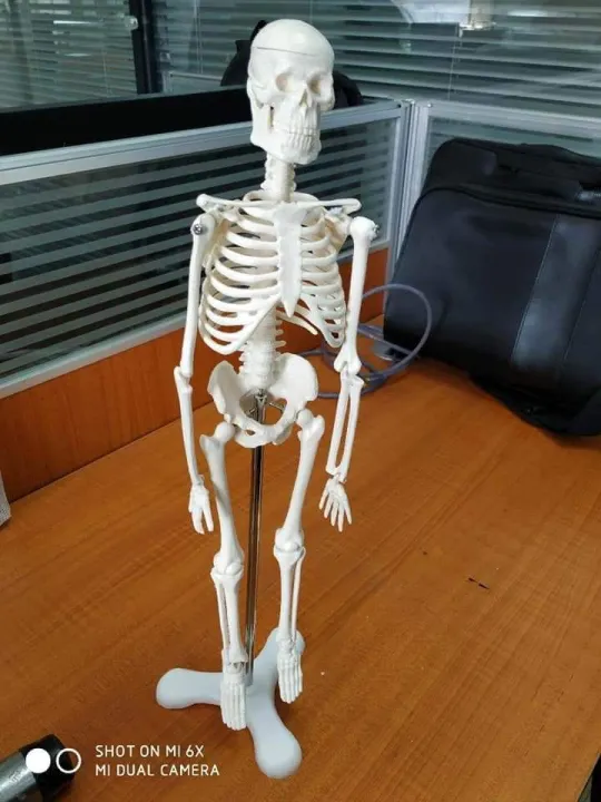 Human Skeleton Model Mini 18 Inch | Daraz.com.bd