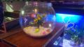 plastic Fish bowl. 