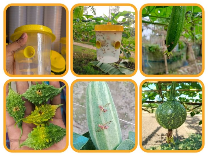Q-Phero%20Pheromone%20Trap%20Set%2010%20Pcs%20%7C%205%20Pheromone%20Lures%20+%205%20Insect%20Traps%20%7C%20Pest%20Monitoring%20System%20%7C%20Eco-Friendly%20Crop%20&%20Garden%20Protection%20-%20Image%205