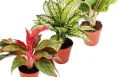 Aglonema Plant/ Indoor Plants pack- 4 plants. 