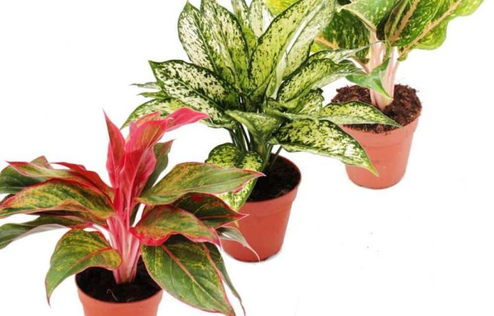 Aglonema Plant/ Indoor Plants pack- 4 plants