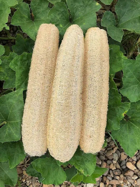 3Pcs%20Loofah%20Clean%20Exotic%20Luffa%20Loofa%20Scrubber%20Bath%20Sponge%20Spa%20Kitchen%20Natural%20-%20Image%204