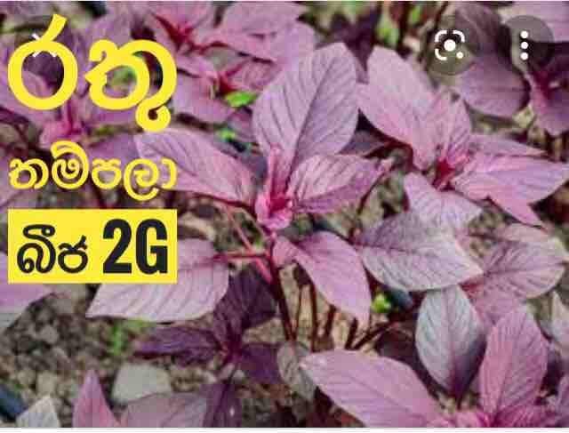 රතු තම්පලා බිජ / Red Thampala