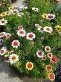 Chrysanthemum Flower Seed (Gul E Dawoodi) winter Flower seed. 