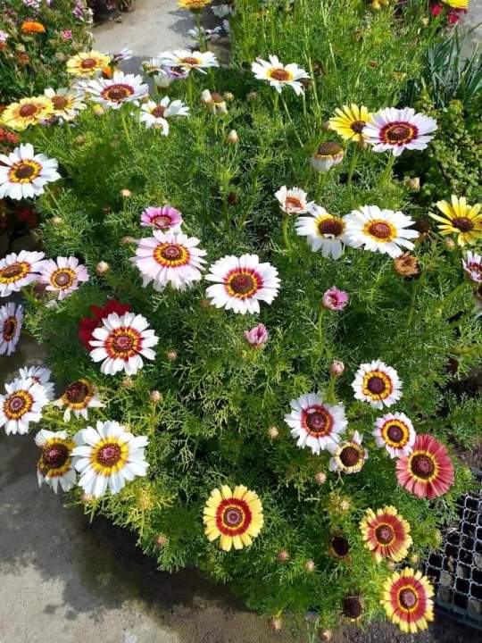 Chrysanthemum Flower Seed (Gul E Dawoodi) winter Flower seed