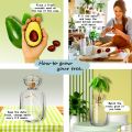 Two-piece Avocado Seed Starter Vase - Grow Your Own Avocado Tree Unique Glass Planting Pot for Gardening Lovers Start Your Green.