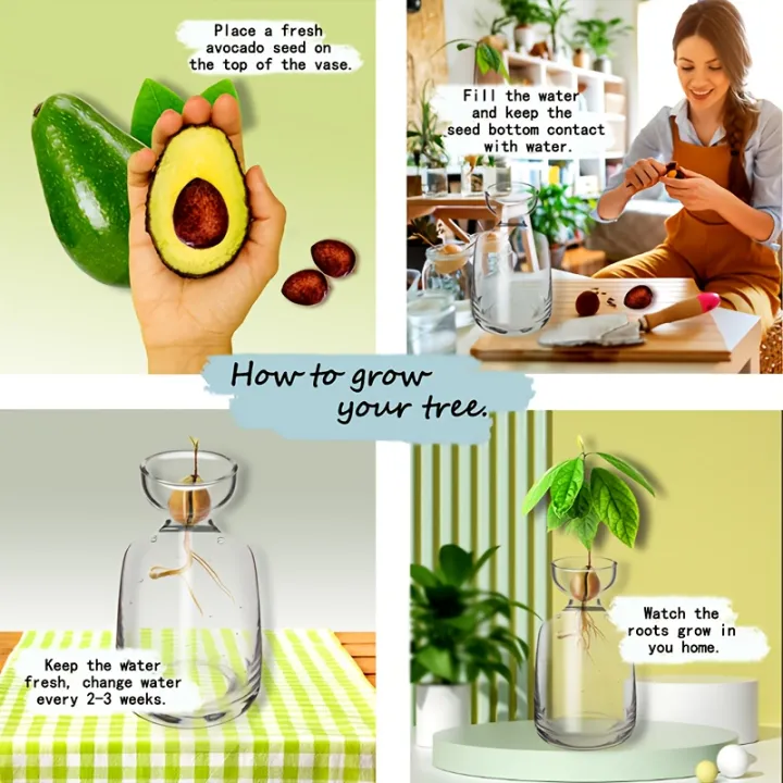 Two-piece%20Avocado%20Seed%20Starter%20Vase%20-%20Grow%20Your%20Own%20Avocado%20Tree%20Unique%20Glass%20Planting%20Pot%20for%20Gardening%20Lovers%20Start%20Your%20Green%20-%20Image%205