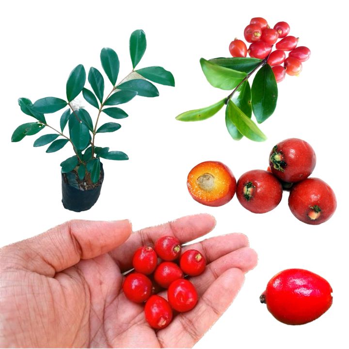 Australian%20beach%20cherry%20plant%20Eugenia%20reinwardtiana%20-%20Image%207