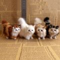 Simulation Cat Plush Toys Soft Stuffed Kitten Model Fake Cats Realist Animals for Kids Girls Birthday Valentine's Day . 