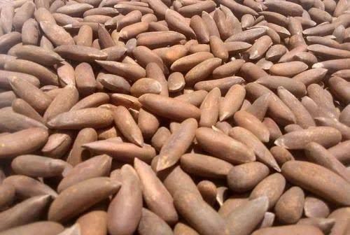 Fresh pine Nuts / (Chilgoza) With Shell (500 grams) Price In Pakistan