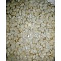 Original American saffron seeds pack of 300 seeds deal. 