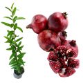 Red angel pomegranate plant malaysian rathu delum pala. 