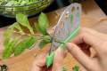 Herb Cutter |Herb Cutter & Stripper Imported Stainless Steel - Premium Kitchen Utility Tool for Efficient Herb Preparation. 