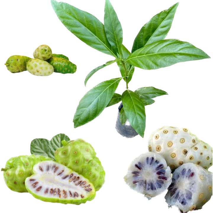 Ahu%20plant%20noni%20fruit%20plant%20-%20Image%207