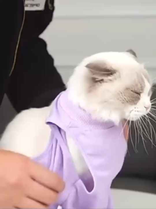 Cat Recovery Suit for Abdominal Wounds or Skin Diseases (for Kittens Cats)