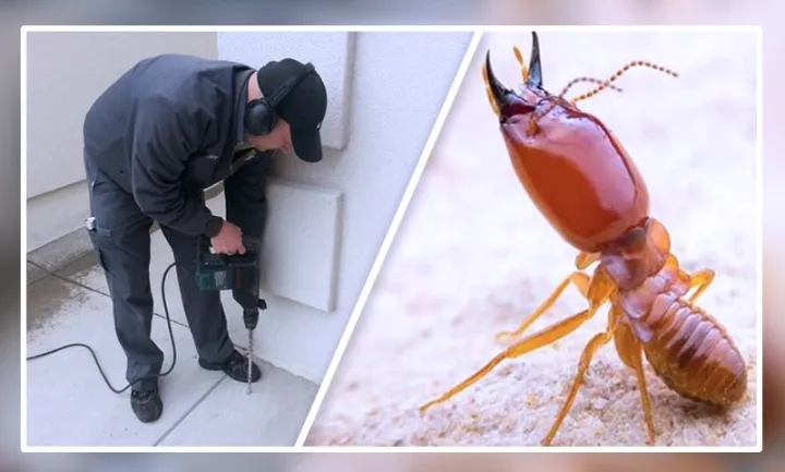 Termite%20Treatment%20/%20Anti%20Termite%20Works%20Per%20Square%20Feet%20-%20Image%204