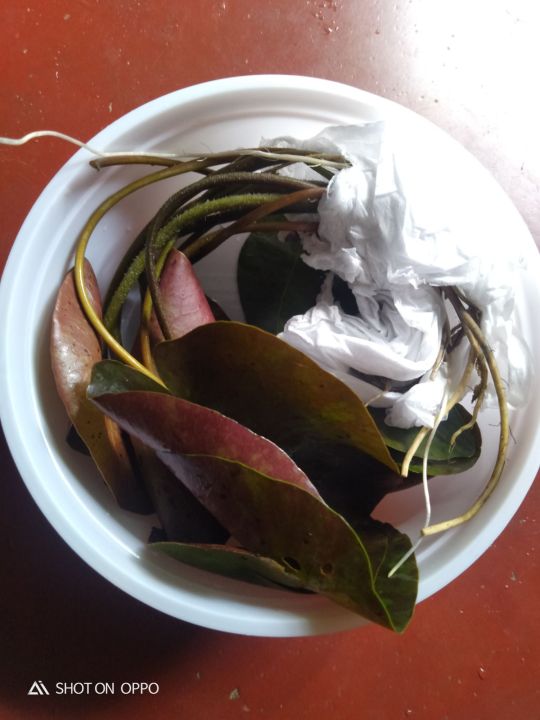 wanavisa%20water%20lily%201%20matured%20plant%20-%20Image%204