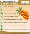 Sea Buckthorn Berry Juice 500ml Natural Pure Pulp and Powerful Antioxidants. 