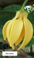 Atro Batro the most Fragrant Plant in World Ever! | Big size Original Atro batro Plant with Pot  | Not seeds | Live Atro batro | Artabotrys hexapetalus plant with pot | Plant Parlour. 