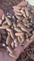 High Quality Chilgoza / Pine Nuts / Gilgit Specail Shogat 1 kg (1000g). 